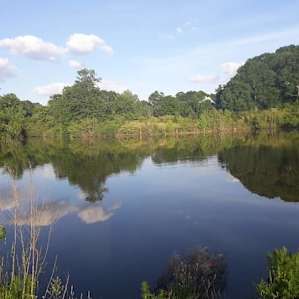 Wild Daisy Farm