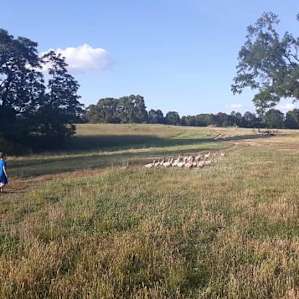 Wild Daisy Farm