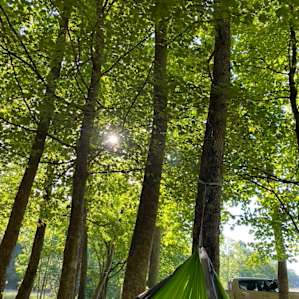 Beautiful Trees