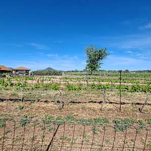 Bruzzi vineyard