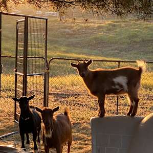 Valley Overview & Baby Goats (RV)