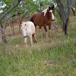 A couple of the curious horses