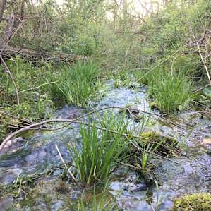 Brook next to site 3