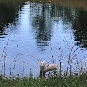 Just a playful farm dog that entertained us in the evening and looked over our camp in the evening.