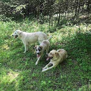 The welcoming crew! We enjoyed getting to spend time with the dogs.