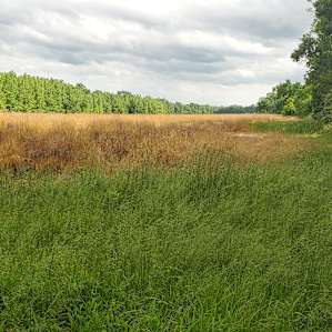 Farmer is going to plant corn. River on the right bay side lake on the left.