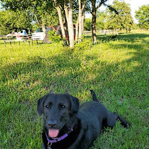 happy dog. pic of our spot behind her