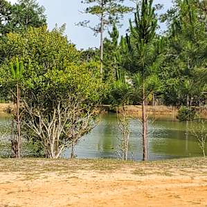 The Pond