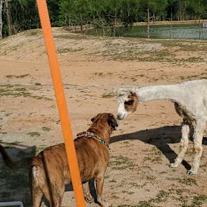 One of the Alpacas giving Kolt a personal greeting!!