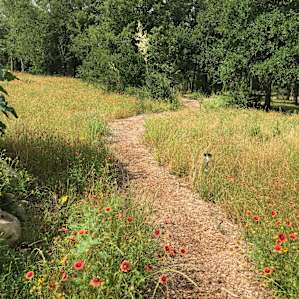 The path through the flower garden :))