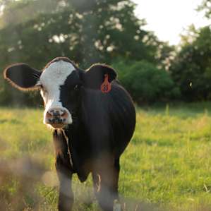 The neighbor's young cow loved watching us in the garden