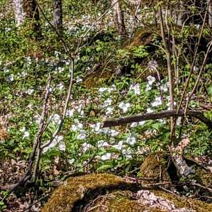 Zillions of Trillium carpeting the forest floor, beautiful surprise on a backcountry state forest road trip.