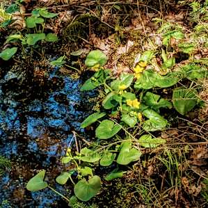 Late May, Marsh Marigolds - hundreds spotted on one of our local road trips.