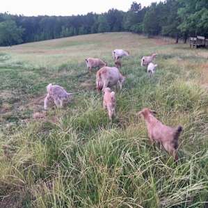 Goats are everywhere.