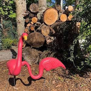 Who can resist pink flamingos.