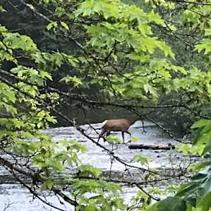 The Elk are coming right on through!