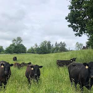 Friendly livestock welcoming committee