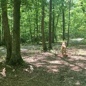 Dogs loved chasing the ball out here!