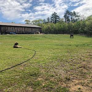 Our dog in the field looking up at the barn