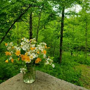 Local wildflowers