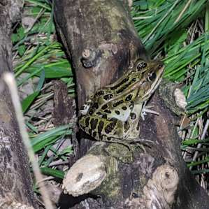 We saw lots and lots of these little guys
