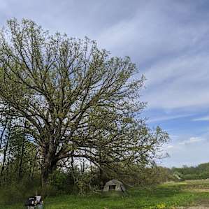 Camping with Nature
