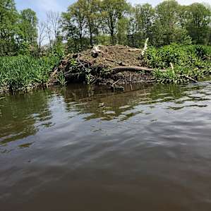 Beaver den on pond.