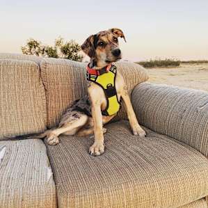 Emerald on her couch at sunset.