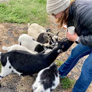 More goats!