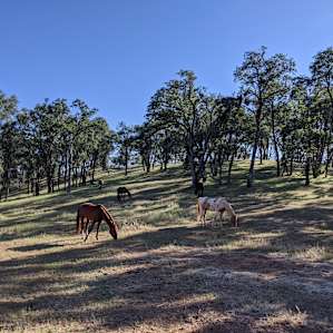 Meadow View