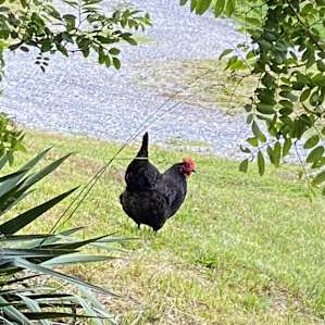Cock of the walk