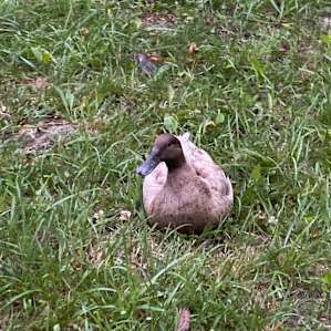 My favorite duck