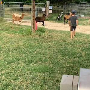 Kiddos loves the animals