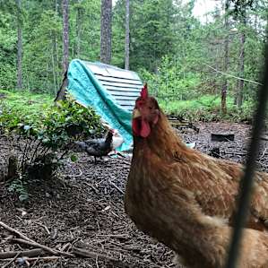 BelFish Farm