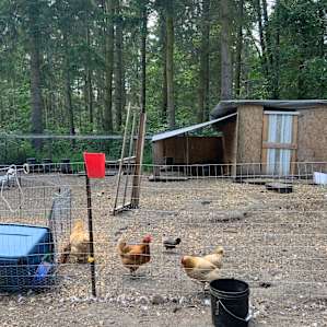 EZ Bee Farm Camp