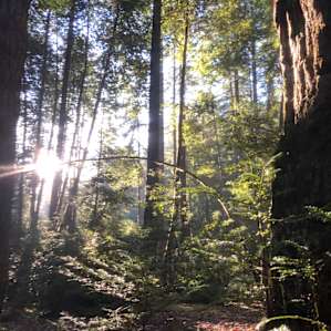 Camping on the Noyo- 9 Tent Sites