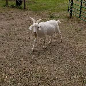 Adam the goat patrols camp.