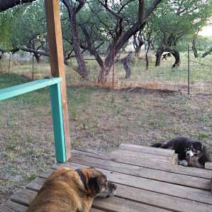 Ranger living the dogs life from the porch!