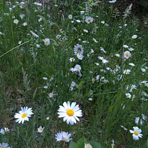 Silverthorn Meadows