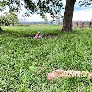 Camping with Unruly Goats