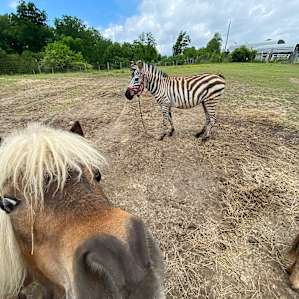 Infinity Acres Petting Ranch /Zoo