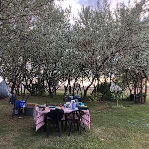 Picnic table and hammock setup