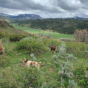 Outfitter Camp