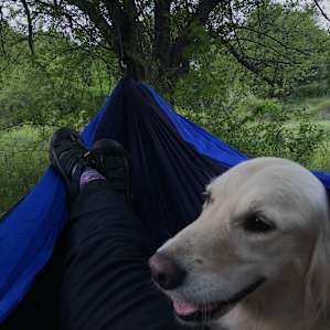 Hung our hammock in the apple trees