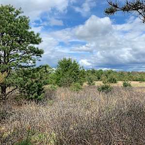 Whispering Pines Tent Site #2