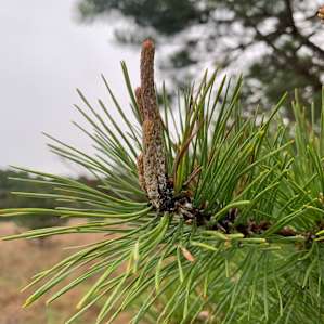 Whispering Pines Tent Site #2