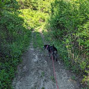 The trail here is created by vehicles, but pretty serene.