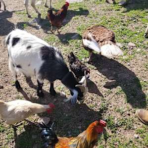 BeaverWood Farm
