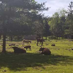 BeaverWood Farm