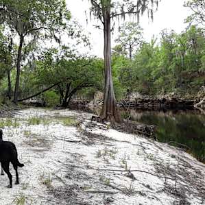 Suwannee River Glamping